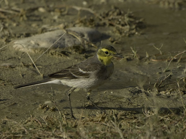 Sitruunavästäräkki, Citrine Wagtail, Motacilla citreola